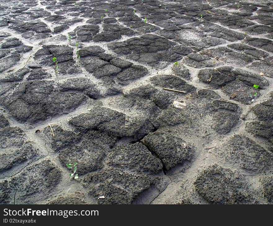 Abnormal heat, drought and crop failure in Russia