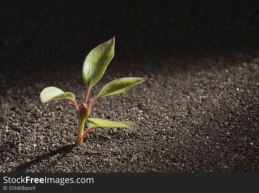 A young green plant growing out of brown soil.