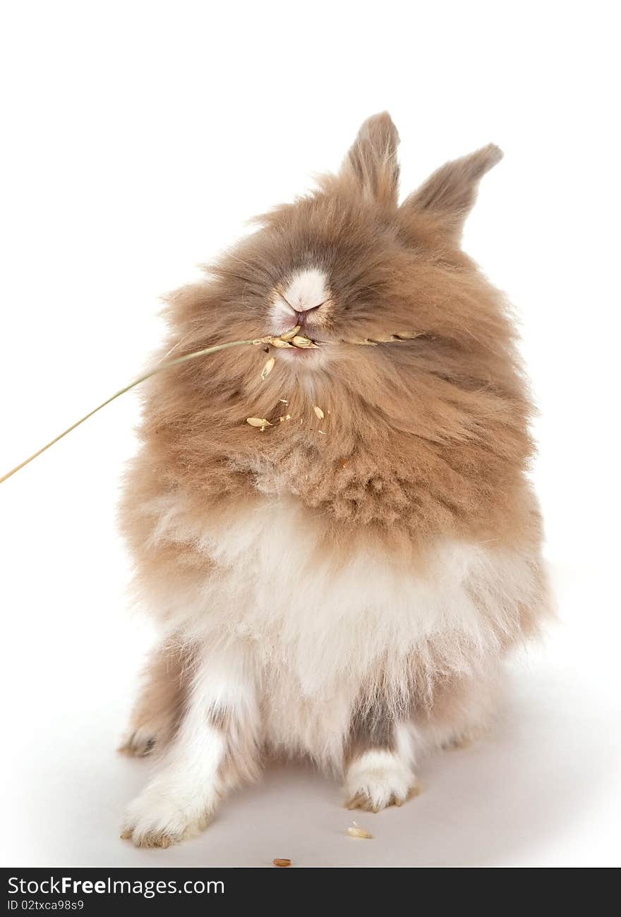 Rabbit Eats An Ear Of Wheat.