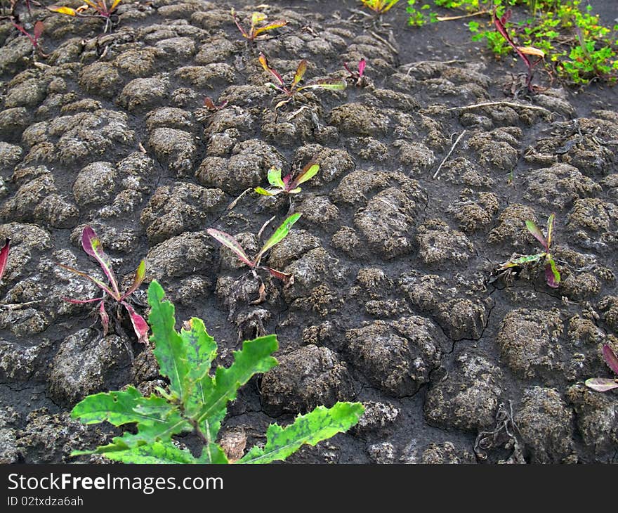 Abnormal heat, drought and crop failure in Russia