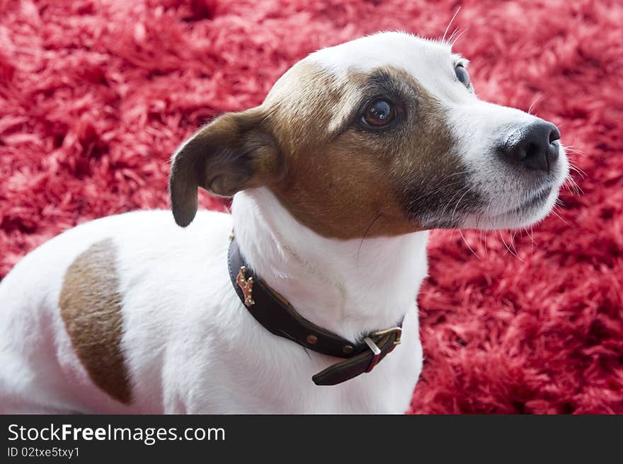 A jack russel terrier on a red carpet. A jack russel terrier on a red carpet