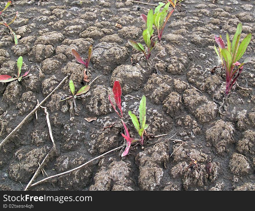 Abnormal heat, drought and crop failure in Russia