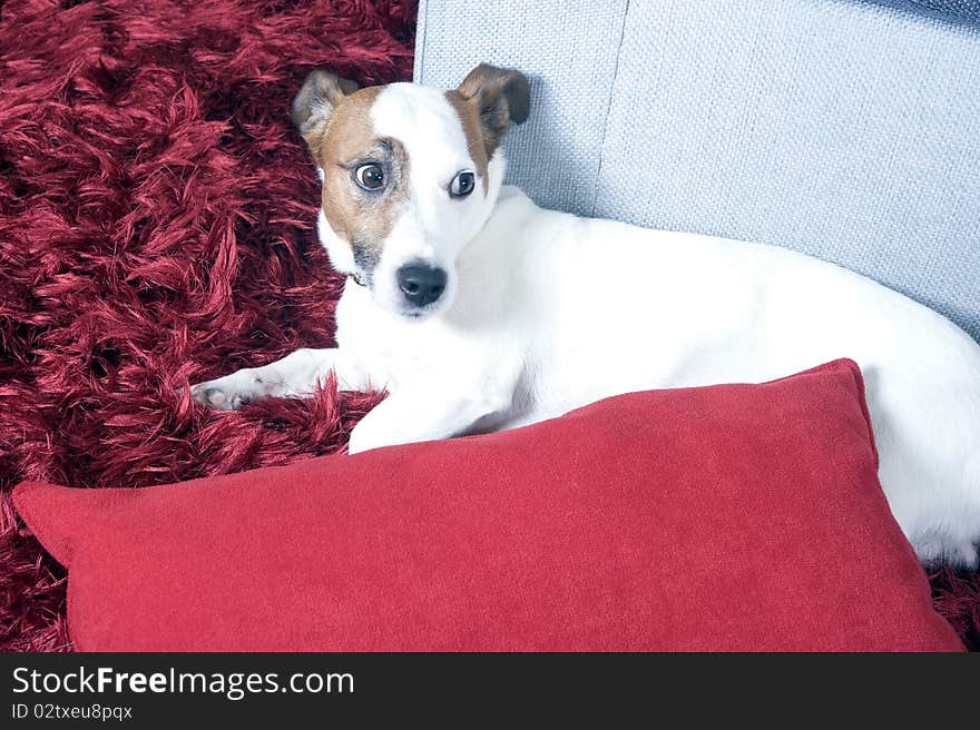 A jack russel terrier on a red carpet. A jack russel terrier on a red carpet