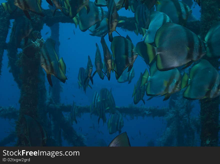 Batfish hanging around a superstructure of a wreck.