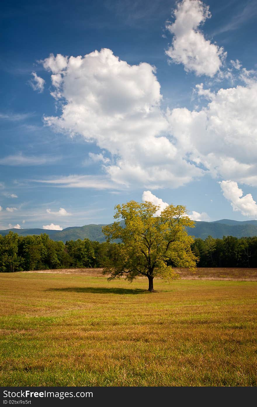 Lonely Oak Tree Landscape In Cades Cove Field