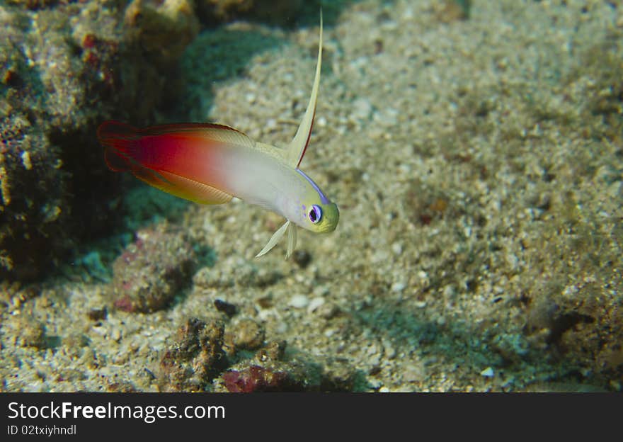 This is one of the most beautiful marine fish in the ocean. This skittish lives in and around a small burrow ready to dart into it's home if any danger should present itself. This is one of the most beautiful marine fish in the ocean. This skittish lives in and around a small burrow ready to dart into it's home if any danger should present itself