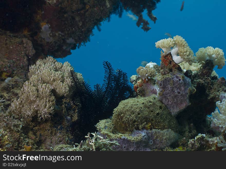 Taken from the house reef in Puerto Galera, I enjoyed looking at the colorsand different textures that this shot provided, also the depth of field is what drew me to the scene. Taken from the house reef in Puerto Galera, I enjoyed looking at the colorsand different textures that this shot provided, also the depth of field is what drew me to the scene.