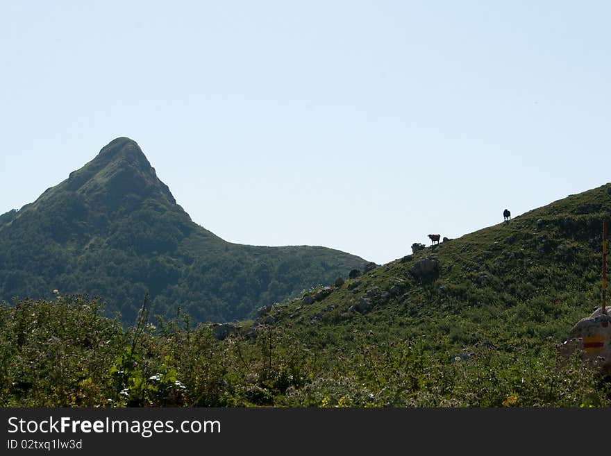 Landscape in mountains with cows.