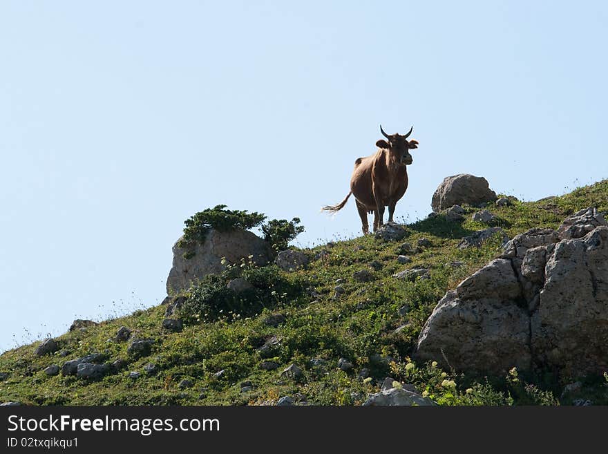 Cow In The Mountains