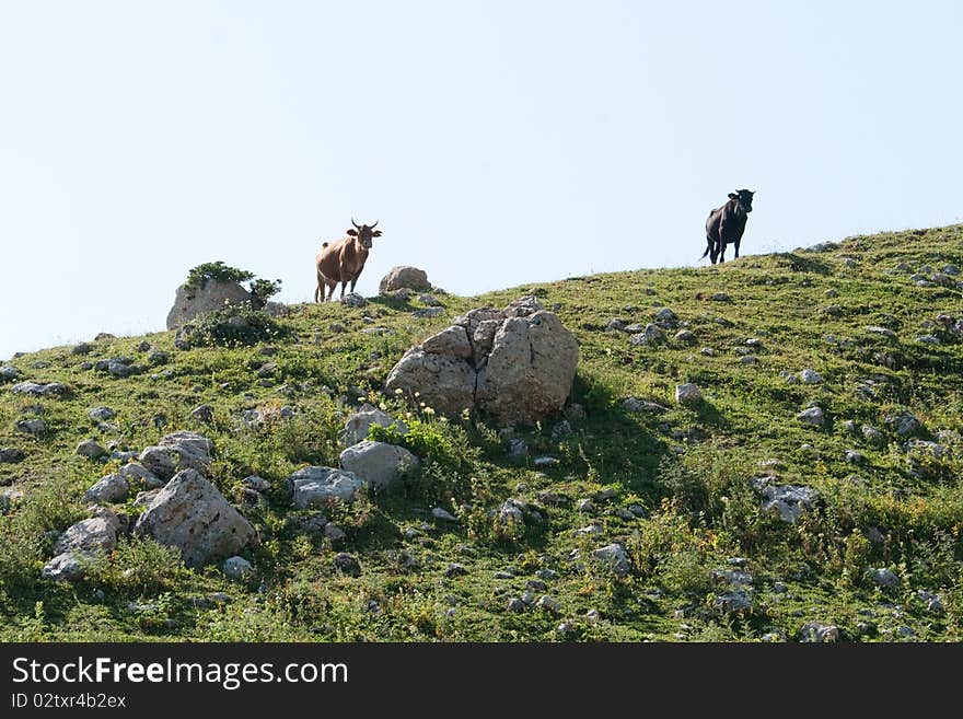 Cows in the mountains