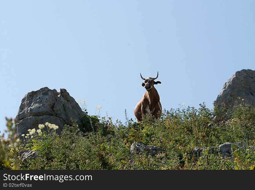 Cow in the mountains