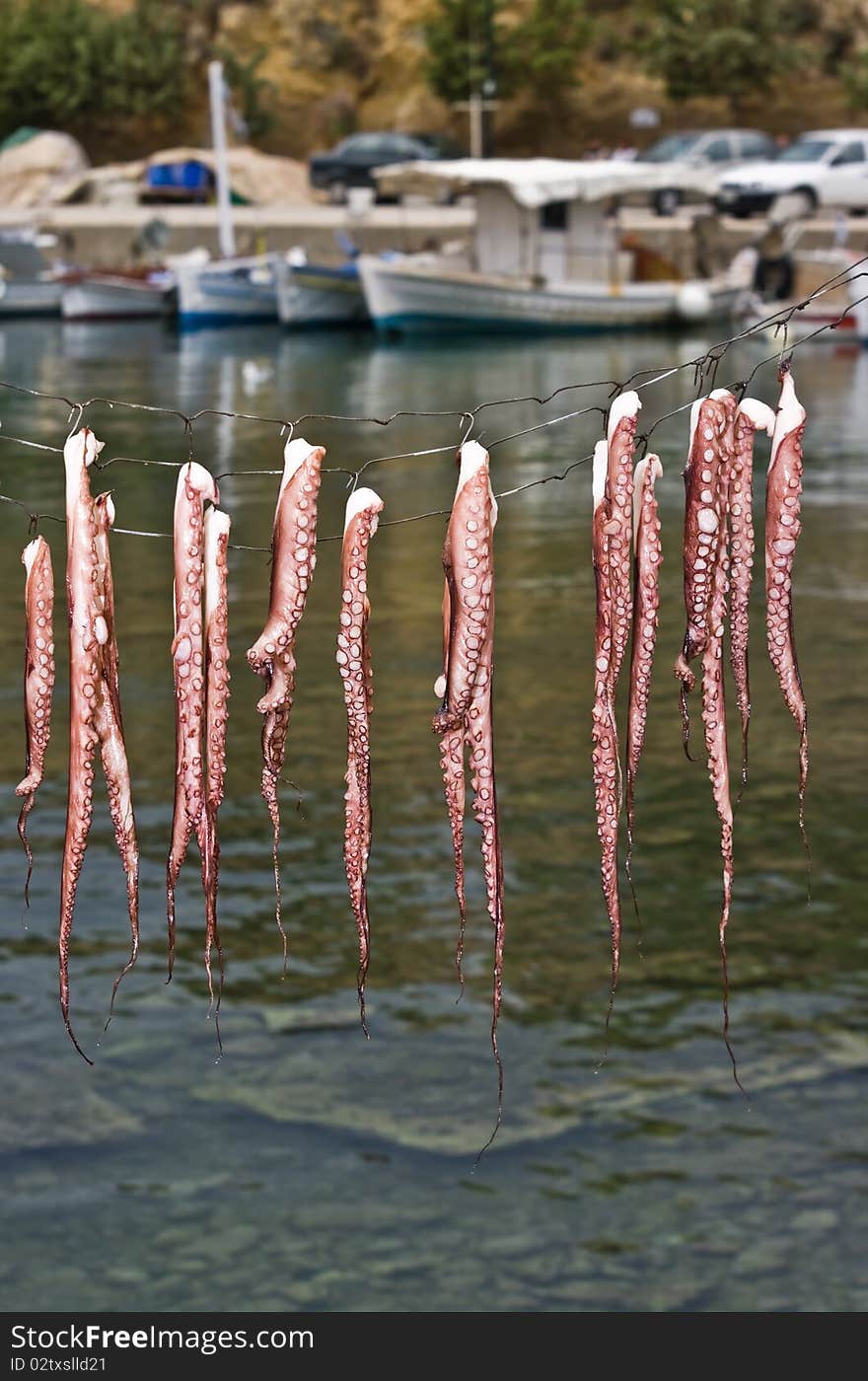 Fresh catch - drying octopus in a fishing port of Limenaria on Thasos Island, Greece.