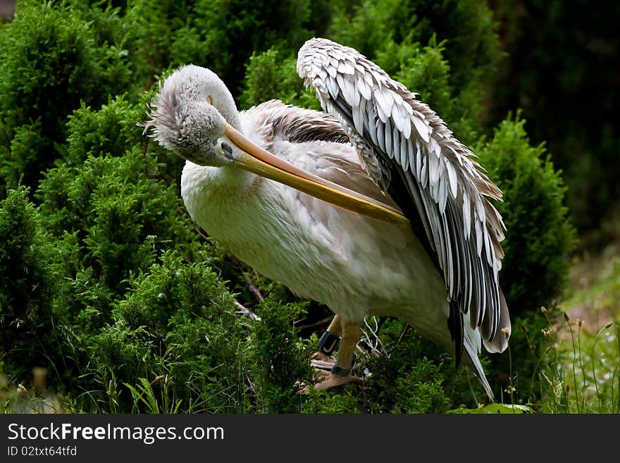 Closeup of a pelican cleaning itself
