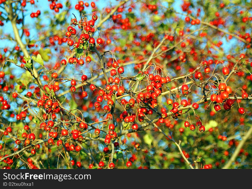 Autumn Berries