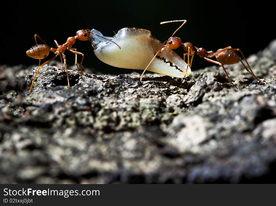 2 ants help to take their food to their home. 2 ants help to take their food to their home