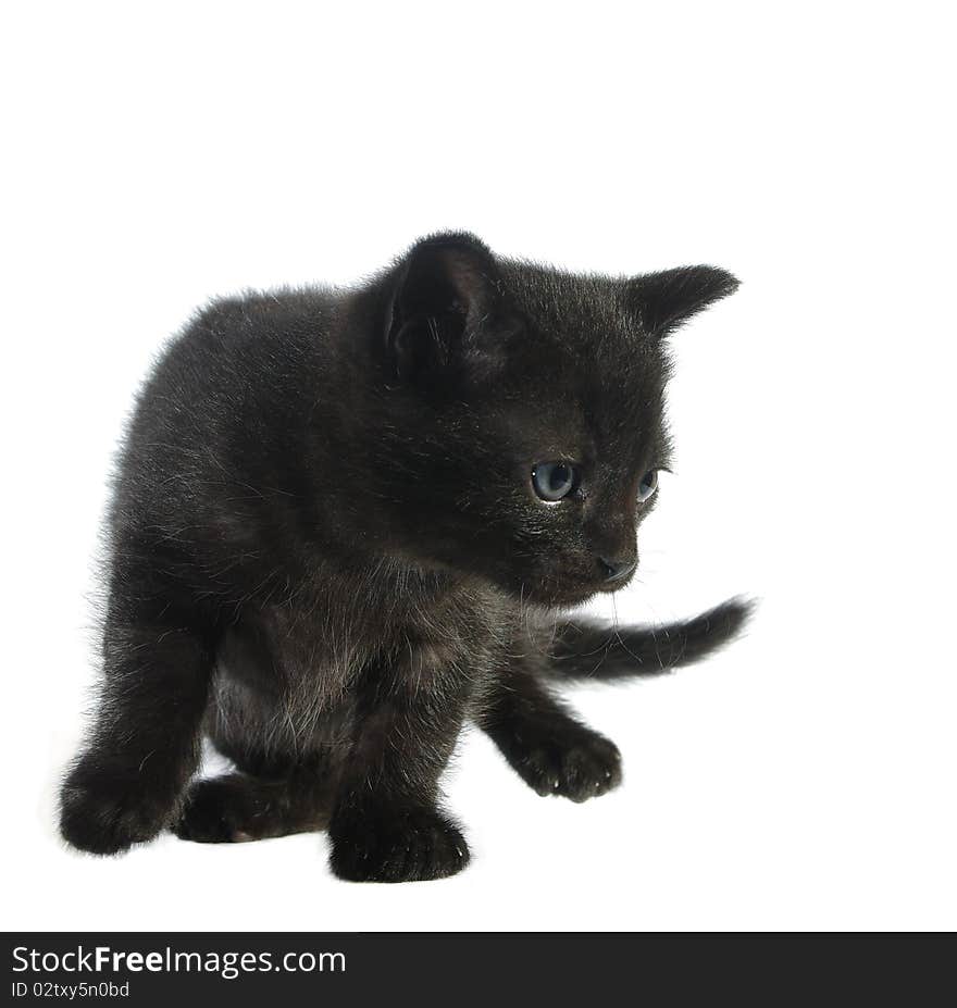 Young cat on white background