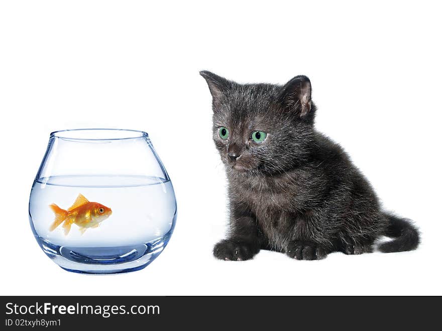 Young black cat and fish