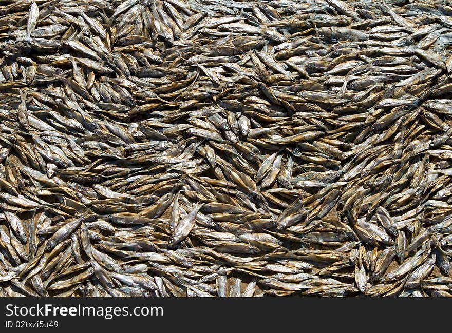 A lot of dead, dried fish out of water after the storm. A lot of dead, dried fish out of water after the storm