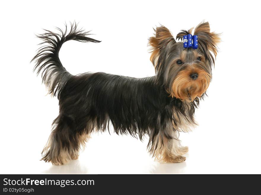 Five-month puppy Yorkshire Terrier on 
white background