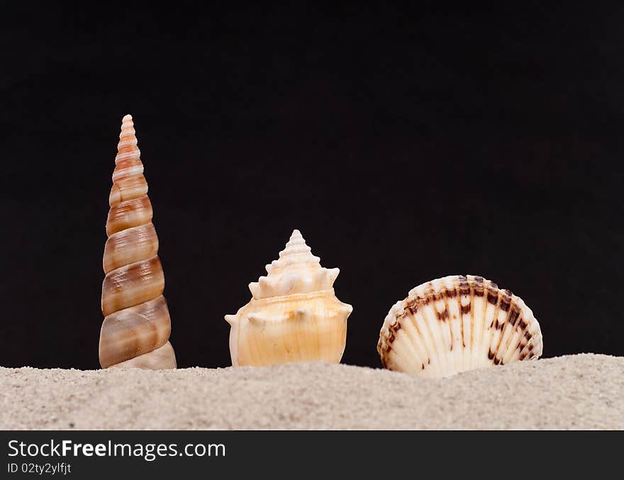 Three Protruding Shells on Sand With Black Background