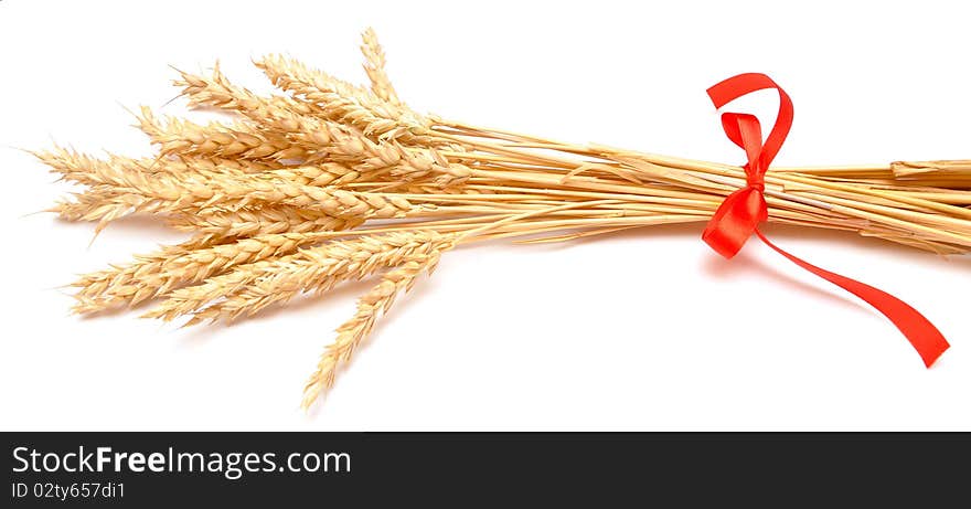 Ears of wheat tied with red ribbon. Ears of wheat tied with red ribbon