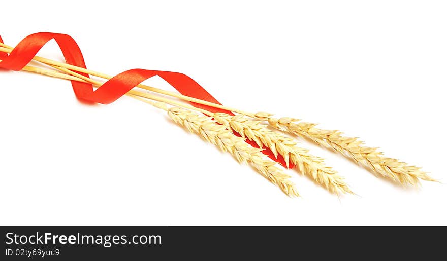 Ears of wheat tied with red ribbon. Ears of wheat tied with red ribbon