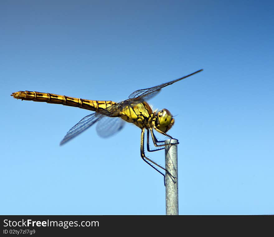 A Dragonfly holding onto a metal post