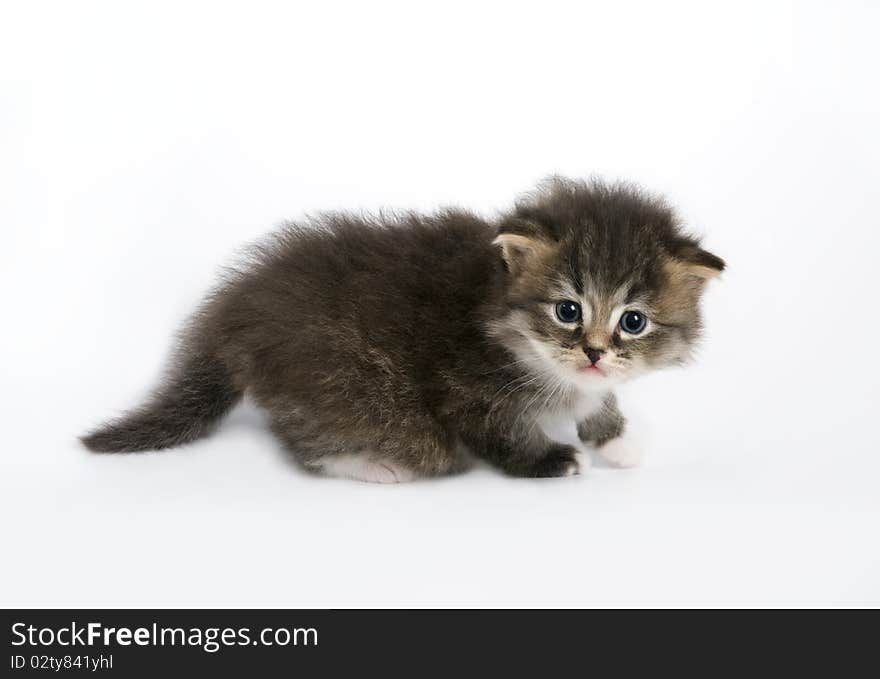 Going kitten on a white background