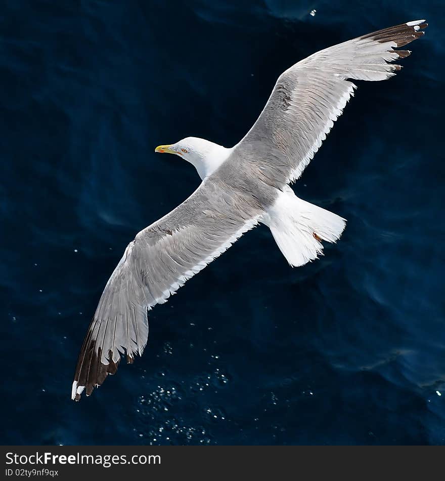 Upper view on sea surface with flying seagull. Upper view on sea surface with flying seagull.