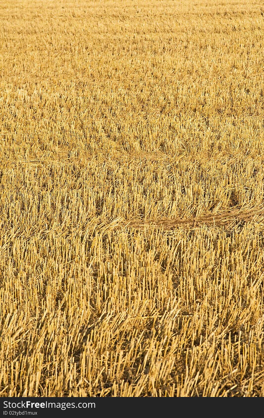 An image of a field after the barley crop has been cut and harvested leaving golden shoots all over the area. An image of a field after the barley crop has been cut and harvested leaving golden shoots all over the area.