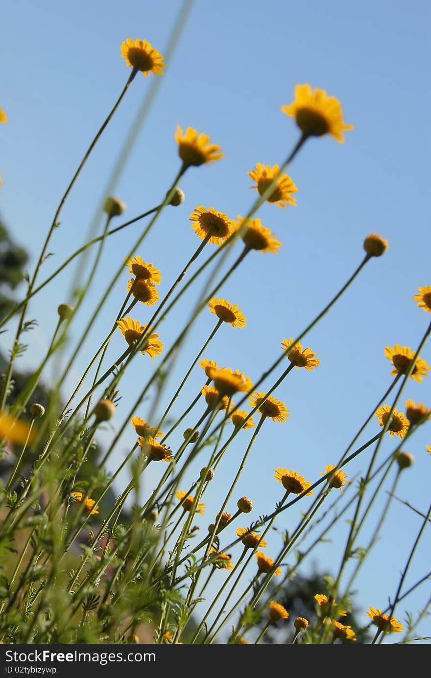 Summer yellow flowers over blue sky background