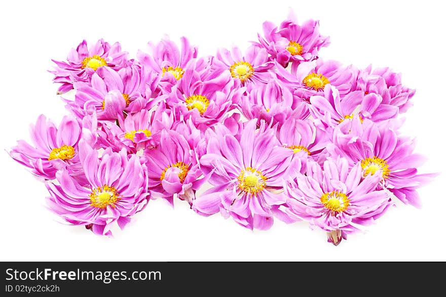 Pink daisies isolated on white background