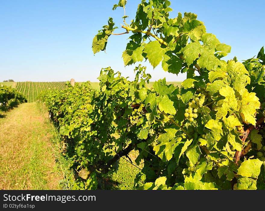 Hill covered by green vineyard. Hill covered by green vineyard