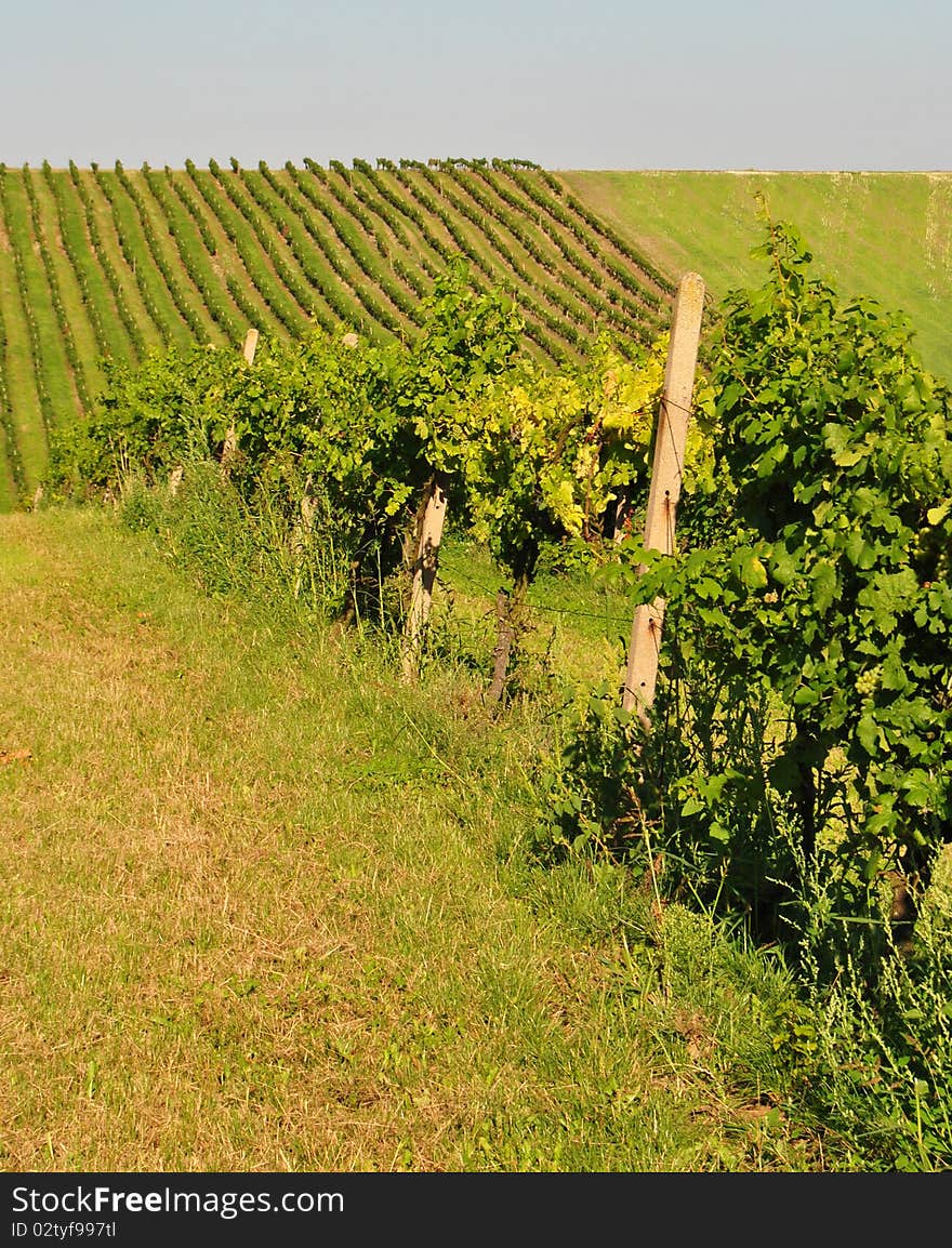 Hill covered by green vineyard. Hill covered by green vineyard