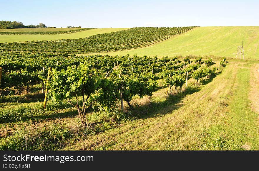 Hill covered by green vineayrd. Hill covered by green vineayrd