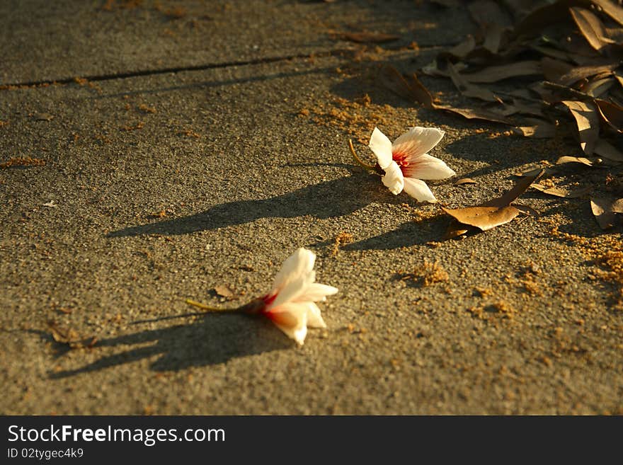 Cherry blossoms on the ground