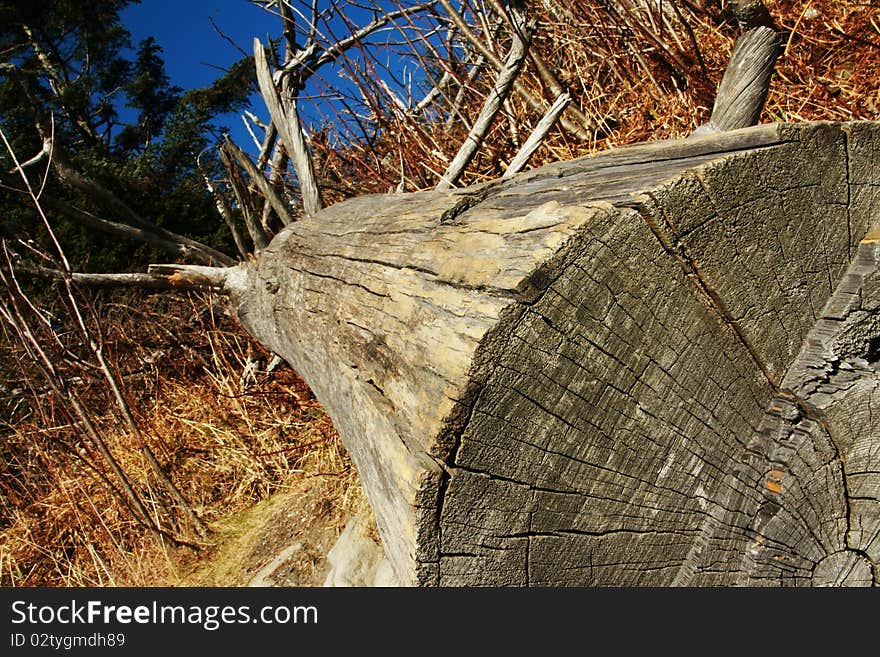 An old fallen tree on a way to Clingmans Dome at Great Smoky Mountains National Park.