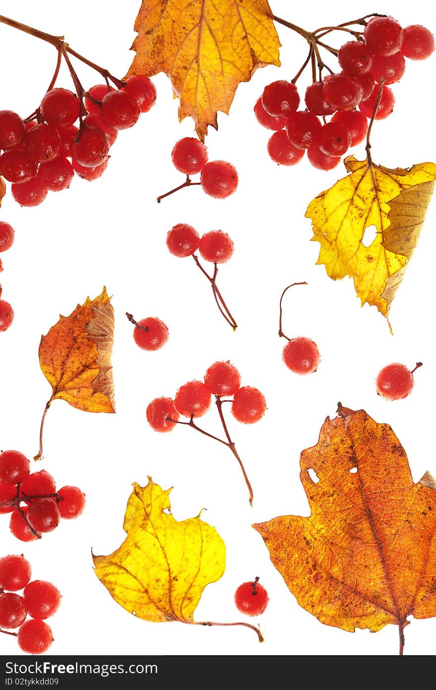 Viburnum and yellow leaves on white background