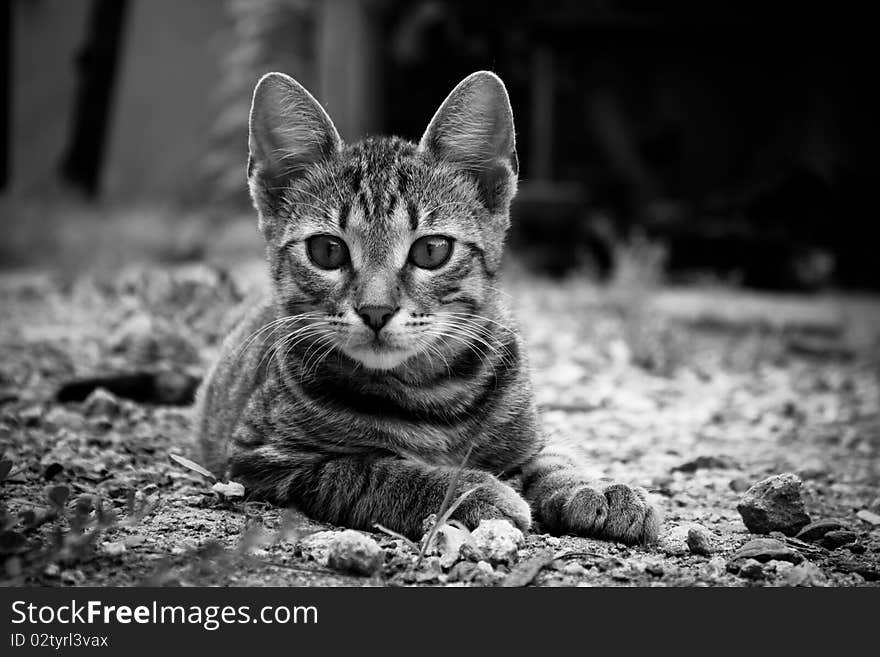 Little kitten in the yard