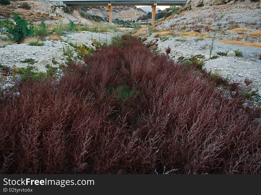 Plants growing in a dried up river bed during the drought in Cyprus