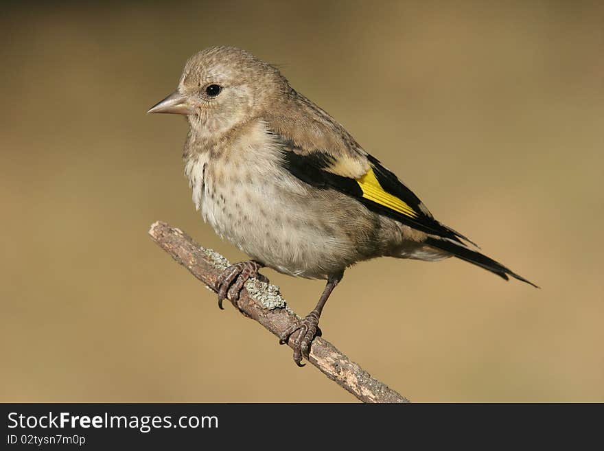 Goldfinch (Carduelis carduelis)