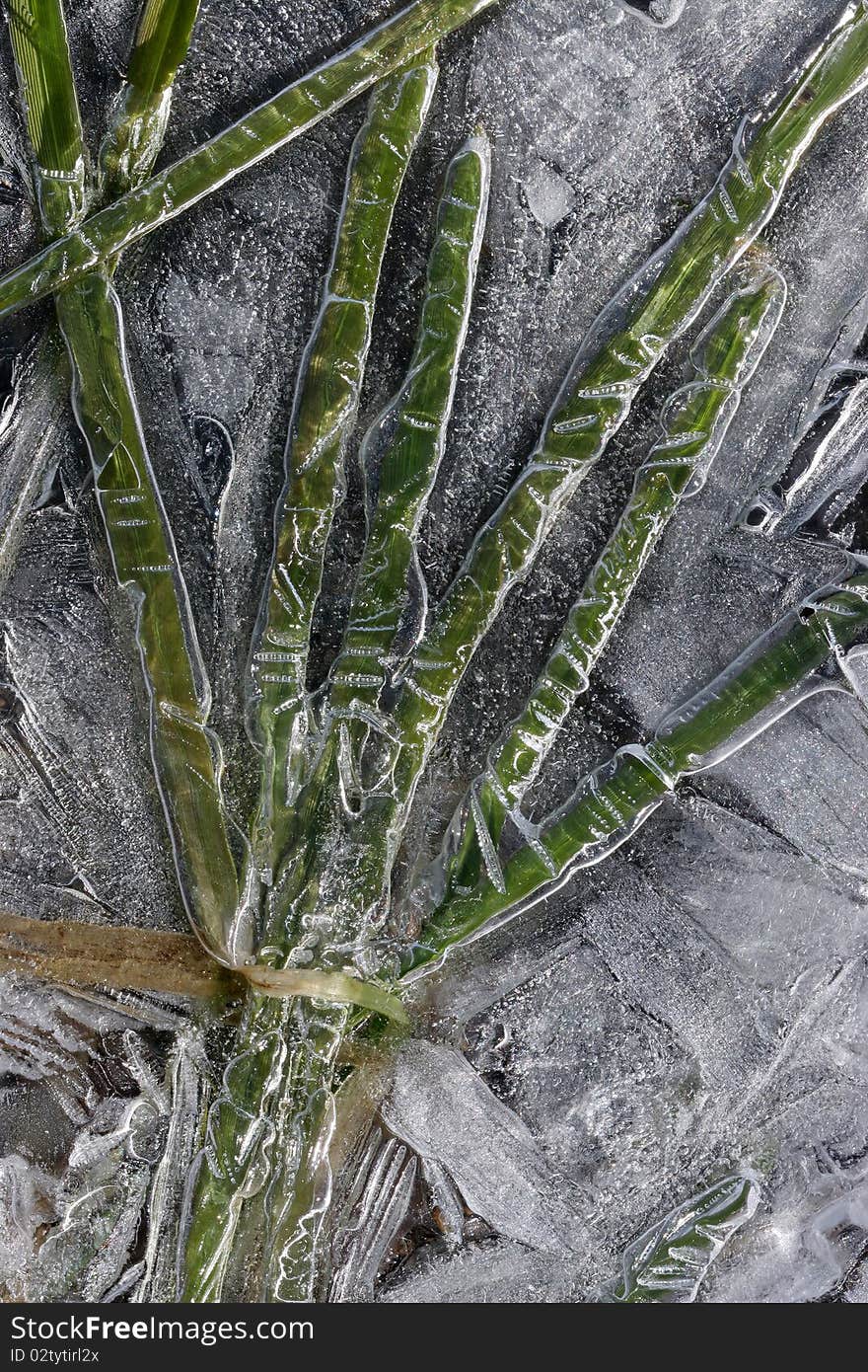 Grass looks like a human hand frozen by the cold winter in a small mountain river. Grass looks like a human hand frozen by the cold winter in a small mountain river.