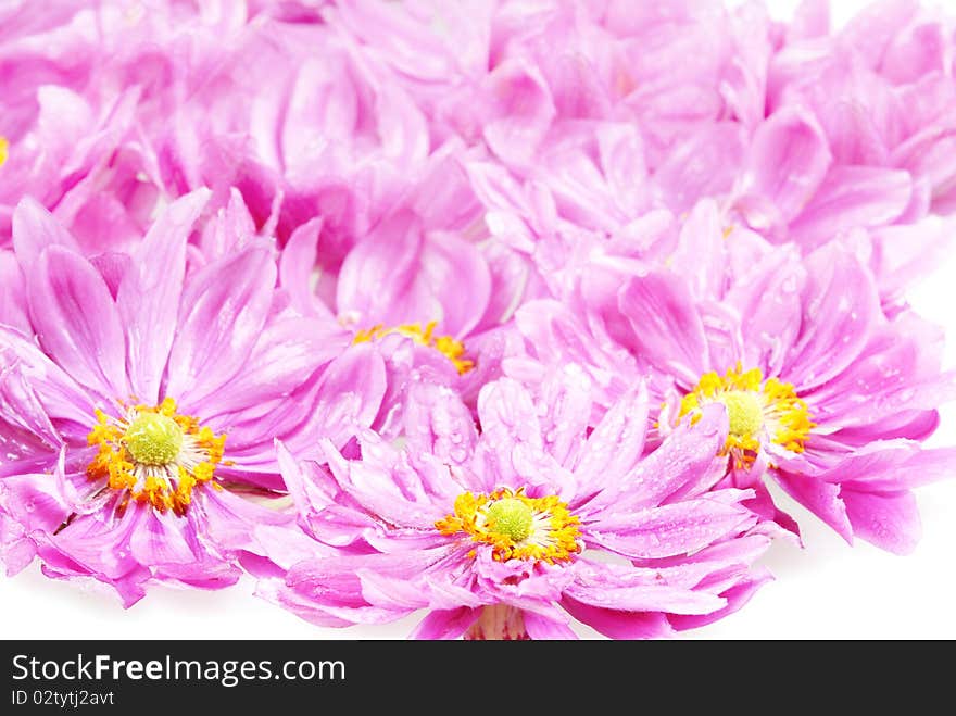 Pink Daisies With Rain Drops