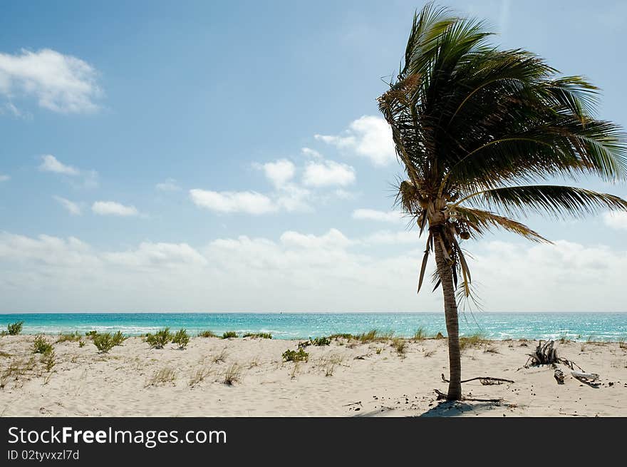 Palm in Caribbean beach with crystal-clear water