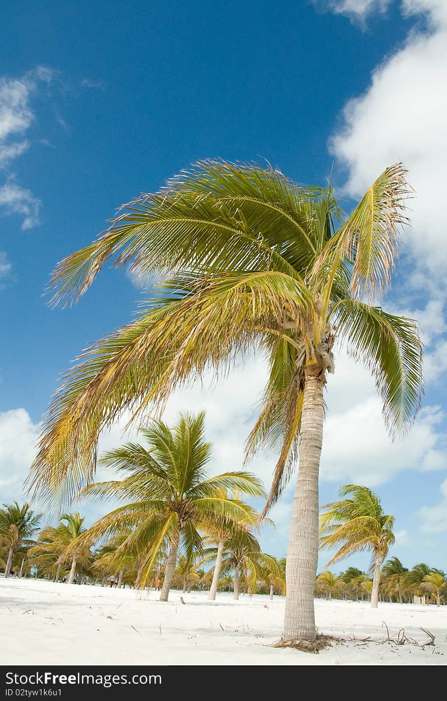 Palm in Caribbean beach with crystal-clear water