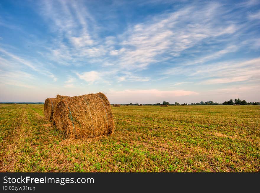 Agriculture hay in summer