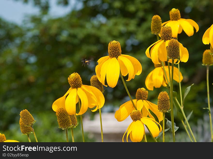 Yellow flower with a bee