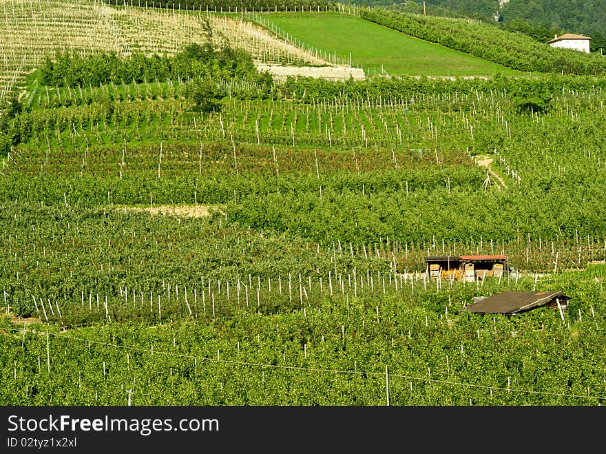 Fields of apples in a day of summer in the mountains of Trentino cultivated with green apples and red