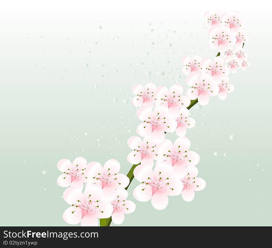 Apricot and Cherries blossoms Illustration. Apricot and Cherries blossoms Illustration.