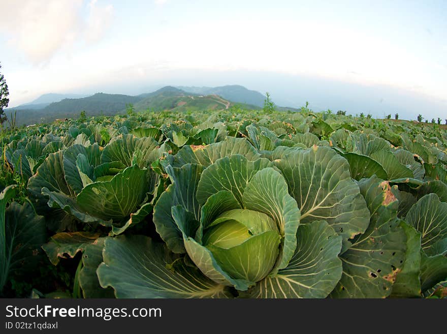 Cabbage garden in Phu-Tubberg Thailand